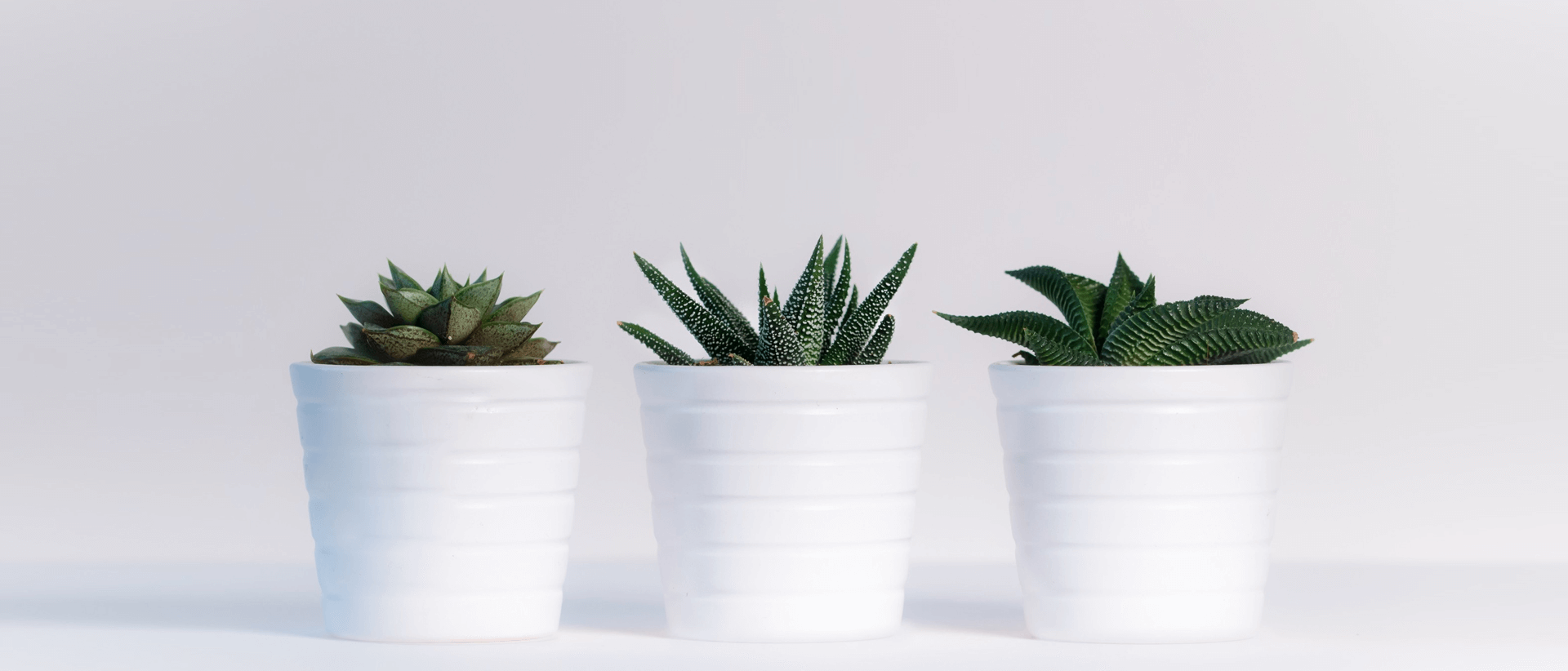 Растения для украшения вашего дома